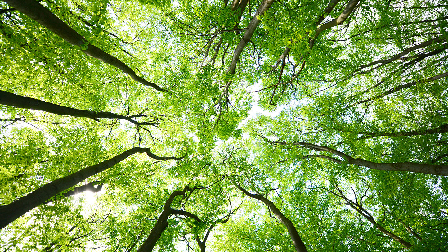 Photo of a tree canopy looking up from under the trees. The green leaves cover the sky with some sunlight peeking through.
