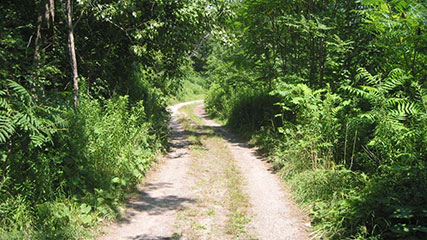 Dirt road leading to Baden Powell Park wooded area.